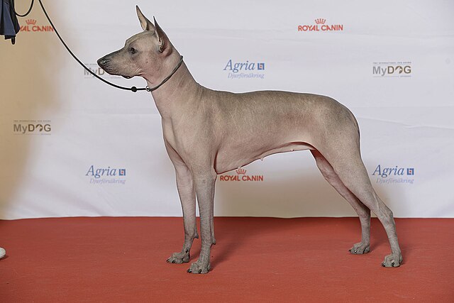 Xoloitzcuintle (ili Xolo) jedna je od nekoliko pasmina bezdlakih pasa. Keramičke skulpture bezdlake pasmine pronađene su na grobnim mjestima u drevnom zapadnom Meksiku. Xoloi su često žrtvovani i zatim pokapani sa svojim vlasnicima kako bi služili kao vodiči duši na njenom putu u podzemni svijet. Pronađeni su na grobovima Maja i Tolteka. Aztecima su povremeno služili kao hrana.