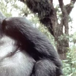 Dian Fossey